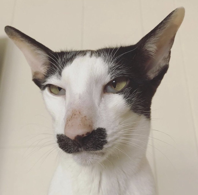 Sizce bu kedi nereli?