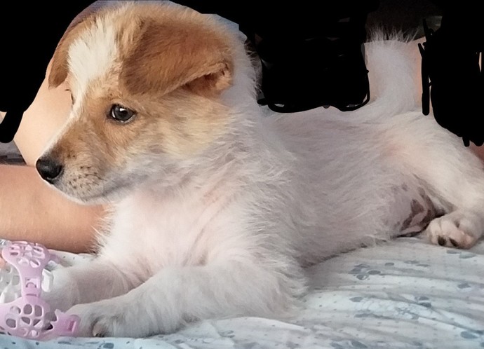 Köpek cinsinden anlayan var mı?