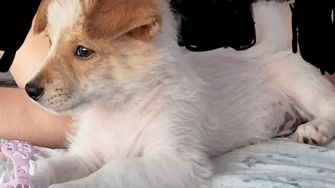 Köpek cinsinden anlayan var mı?