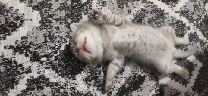 Tatlı bulduğunuz hayvan var mı / varsa hangisi?