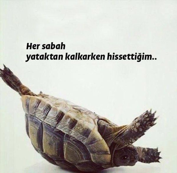 Dört n ile günaydınnnn mesajı aldınız mı?