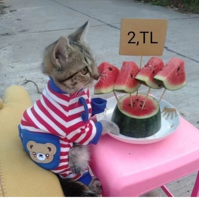 Kedi soruma hala yorum yapanlar oluyor, satmıyorum artık konuştuk anlaştk evden kaçmayacak işte buldum, nasıl görünüyor🤭?