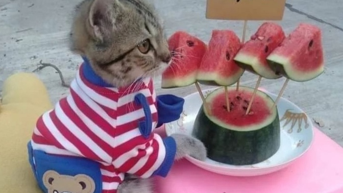Kedi soruma hala yorum yapanlar oluyor, satmıyorum artık konuştuk anlaştk evden kaçmayacak işte buldum, nasıl görünüyor🤭?