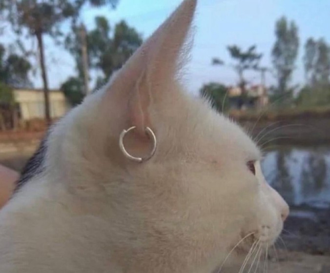 Sizce bu kedi nereli?