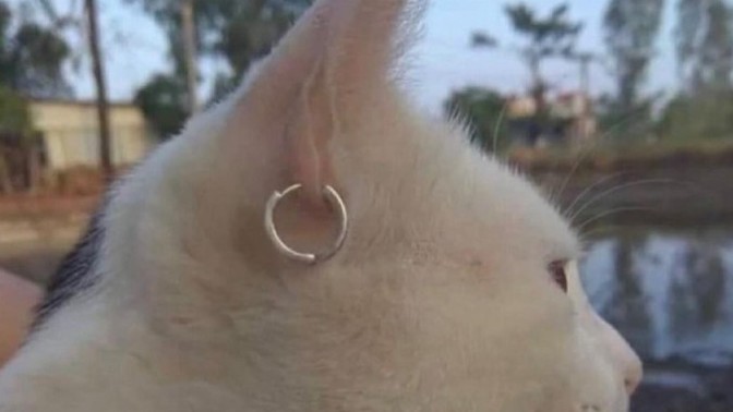 Sizce bu kedi nereli?