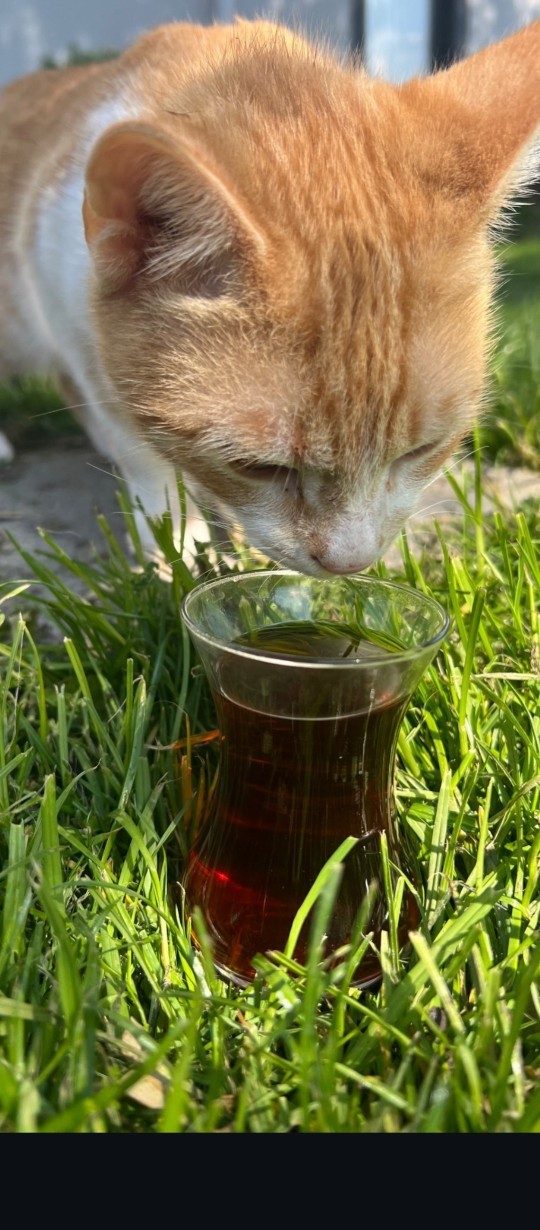 Kediler uzaylı mıdır kediler gerçekten masum mudur?