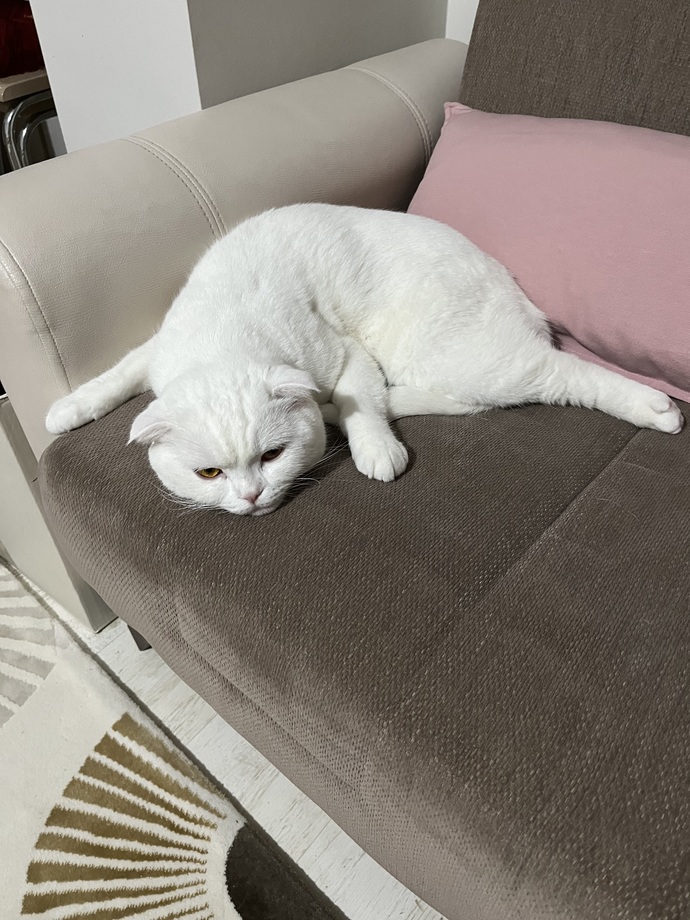 Evcil hayvanınızın üzgün olduğunu hissedebiliyor musunuz siz de ?