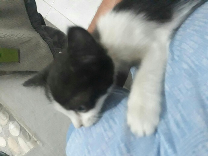 Hayvanlarla aranız nasıl, en sevdiğiniz hayvan hangisi?