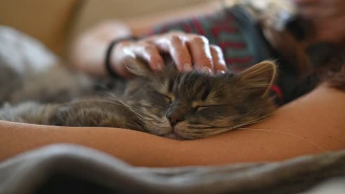 Nişanlım evi kirletir diye evcil hayvanımı istemiyor, tavrımı nasıl koyarım?