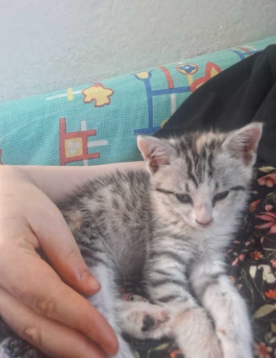 Kedimiz sizce kimi daha çok seviyor?