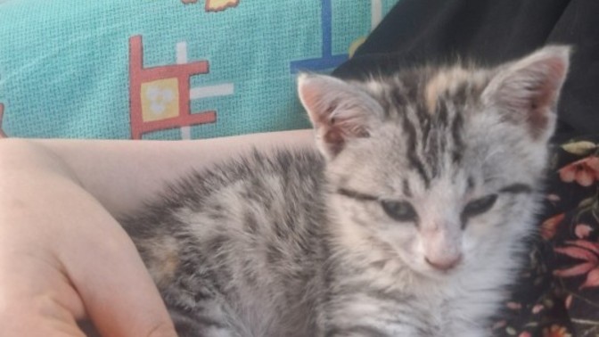 Kedimiz sizce kimi daha çok seviyor?