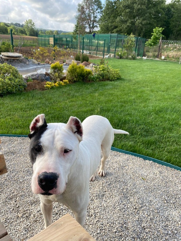Ağızlık takmadan pitbull gezdirenler hakkında ne düşünüyorsunuz?