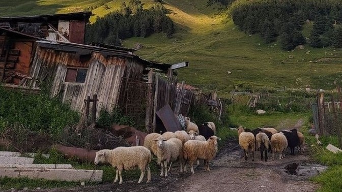 Köy hayatı mı yoksa şehir hayatı mı?