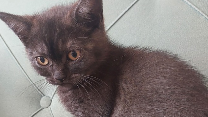 Eski ölen kedim fib'ti yeni kedi aldım ona bulaşır mı kustu bugun yardım 😑?