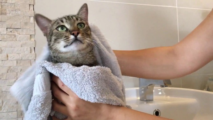 Kedilerimi banyo yaptırırken hep kaçıyorlar, bunun daha kolay bir yolu var mı?
