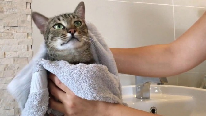 Kedilerimi banyo yaptırırken hep kaçıyorlar, bunun daha kolay bir yolu var mı?