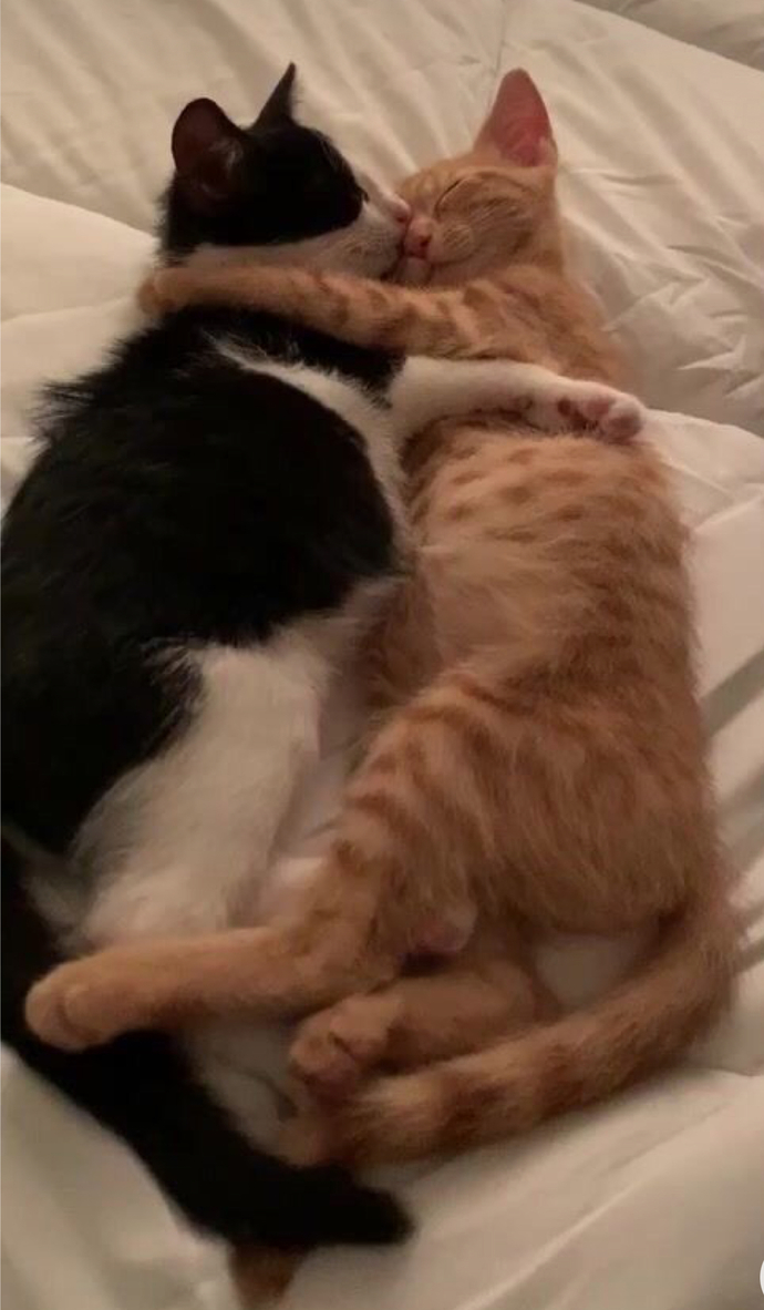 Tarafınızı seçin dkjsjsj