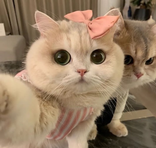 Selfie mi yoksa arka kamera mi tercih edersiniz?