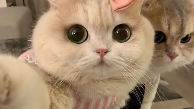 Selfie mi yoksa arka kamera mi tercih edersiniz?