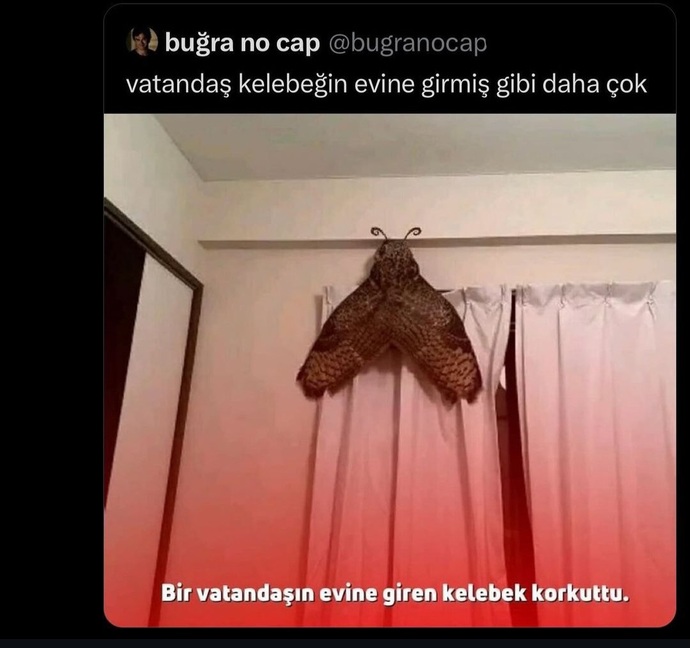 Odanıza böyle bir şey girse ne yaparsınız?