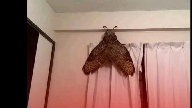 Odanıza böyle bir şey girse ne yaparsınız?