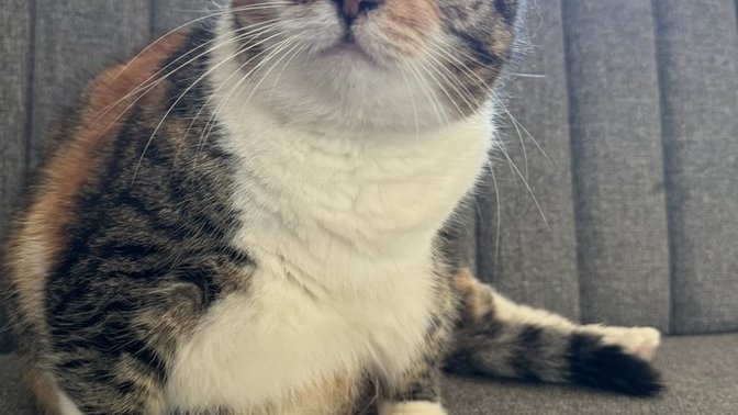 Sokakta kedi sevdiğim zaman neden tuhaf tuhaf bakıyorlar onlara mama veriyorum hiç hoş karşılamıyorlar?