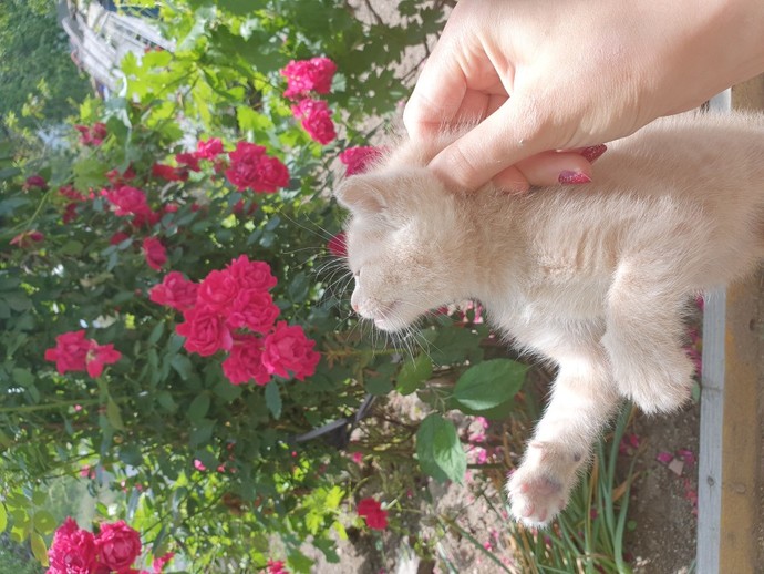Yavru kediyi sıkıştığı yerden kurtardım itfaiyeci olabilir miyim😹😺?