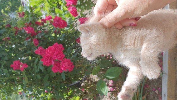Yavru kediyi sıkıştığı yerden kurtardım itfaiyeci olabilir miyim😹😺?