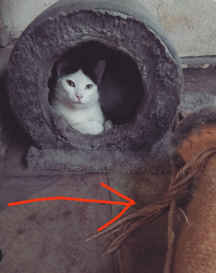 Verdiğim değer ve aldığım karşılık 😂🤣sonra kediler nankör değil oluyor bunun derdi ne niye böyle bişey yapmış, agresif galib🤭🤭?
