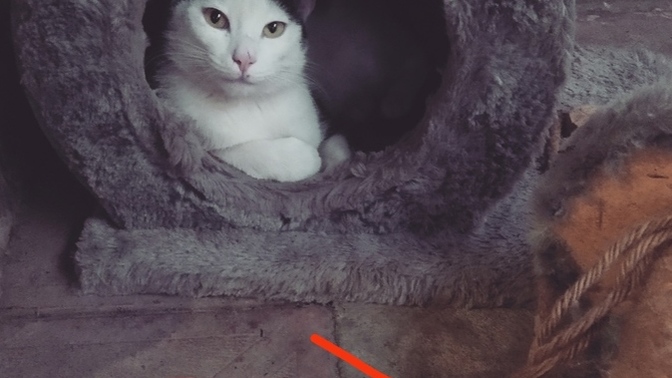 Verdiğim değer ve aldığım karşılık 😂🤣sonra kediler nankör değil oluyor bunun derdi ne niye böyle bişey yapmış, agresif galib🤭🤭?
