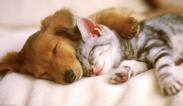 Kedi ve köpek aynı evde bakılır mı?