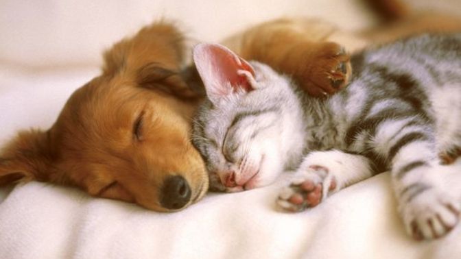 Kedi ve köpek aynı evde bakılır mı?