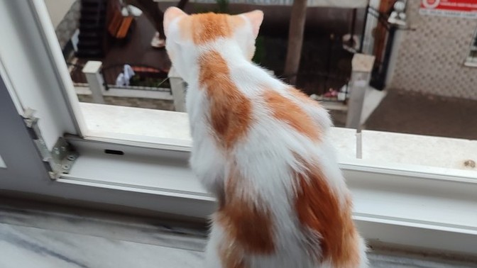 Yağmur izlemeyi sever misin?