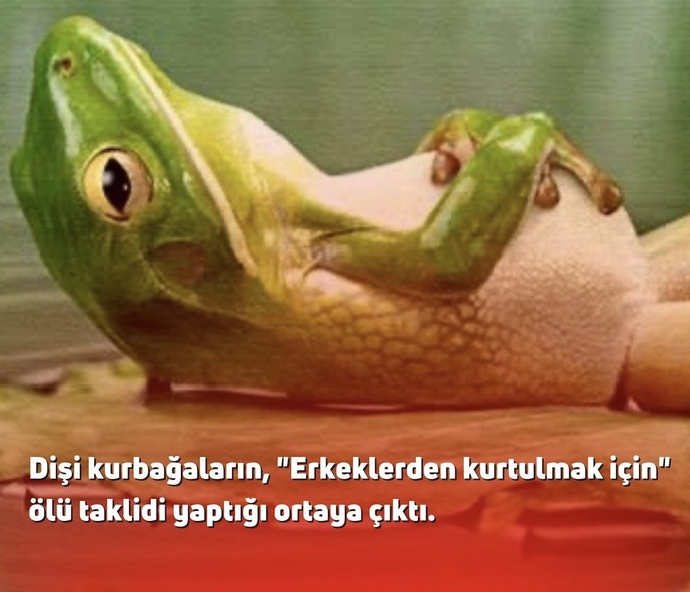 Karşı cinsi görmekten sıkıldınız mı?