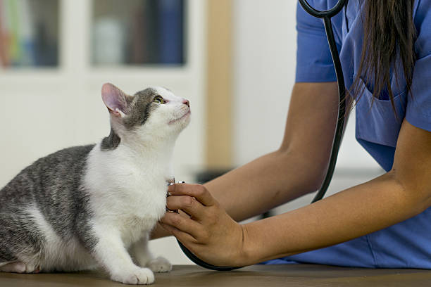 Evcilinizi veterinere ne sıklıkla götürüyorsunuz?