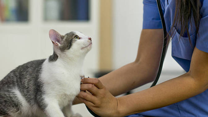 Evcilinizi veterinere ne sıklıkla götürüyorsunuz?
