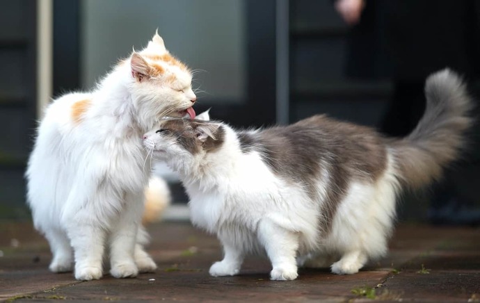 Dişi kedi ve erkek kedi arasında ne fark var?