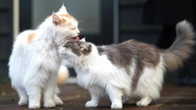 Dişi kedi ve erkek kedi arasında ne fark var?