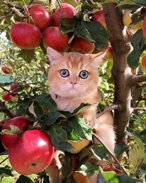 Kırmızı elma mı yeşil elma mı 🍎 🍏 ?