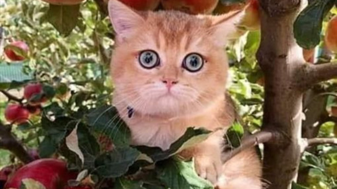 Kırmızı elma mı yeşil elma mı 🍎 🍏 ?