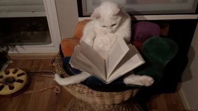 Evcil hayvanlarınızın temel eğitimlerini siz mi veriyorsunuz?