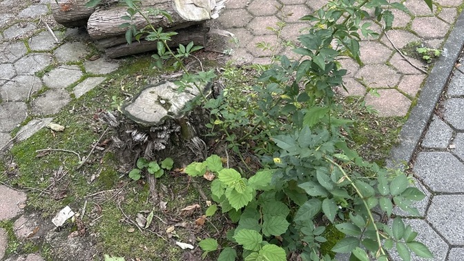 Yaşlanmamanın sırrı nedir?
