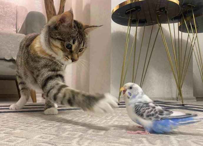 Kedi ile muhabbet kuşu aynı evde olur mu?