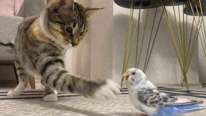 Kedi ile muhabbet kuşu aynı evde olur mu?