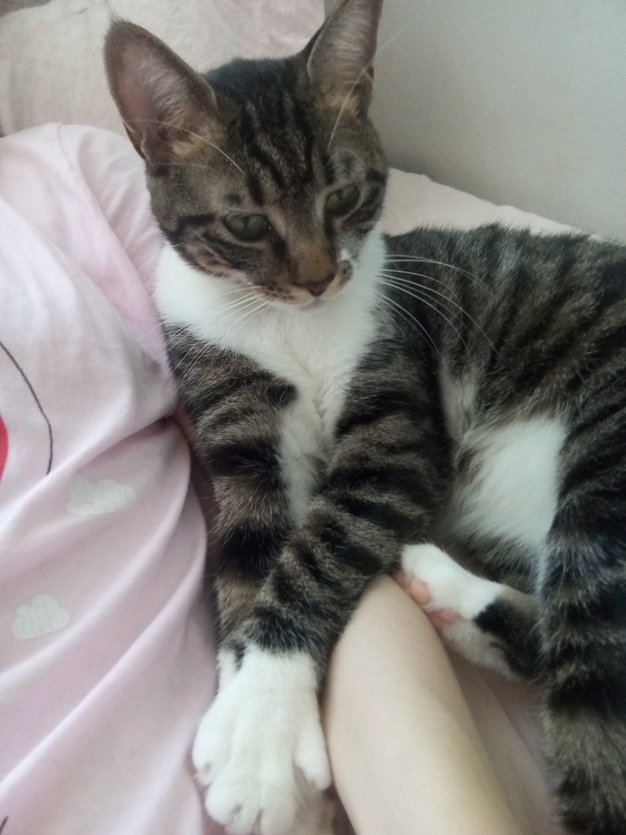 Asosyal biriyim, eve kedi alsam psikolojim düzelir mi?