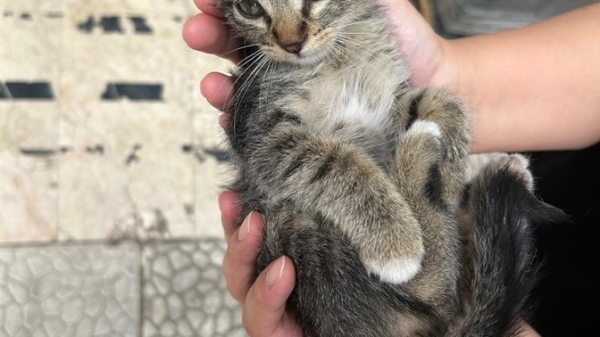 Ben şimdi bu güzelliği ekmek arası mı lavaş arası mı yiyim?