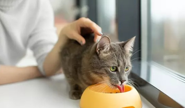 Kedinize uygun mamayı seçerken nelere dikkat ediyorsunuz, kedi maması seçimi önemli mi?