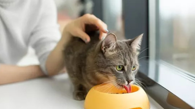 Kedinize uygun mamayı seçerken nelere dikkat ediyorsunuz, kedi maması seçimi önemli mi?