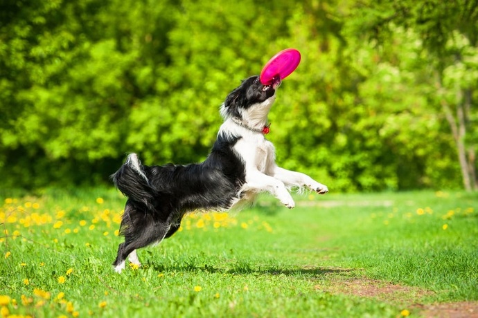Köpeğinizle oynamayı en sevdiğiniz oyun ne?