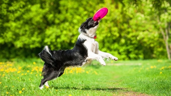 Köpeğinizle oynamayı en sevdiğiniz oyun ne?